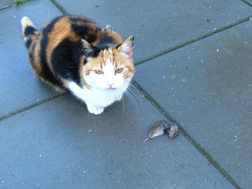 Huiskat doodt miljoenen dieren in NL